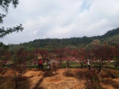 -南国桃园旅游度假区