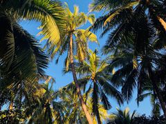 -南湾猴岛+椰田古寨一日游