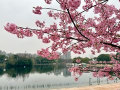 -新江湾城公园