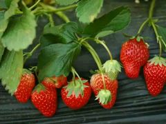 -大自然农场蔬菜草莓采摘园