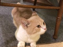 -猫色咖啡·猫咖