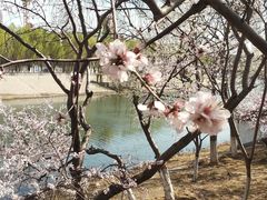 -桃花堤公园