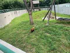 -石家庄市动物园