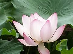 -北京民族园葉子里酒店(鸟巢店)