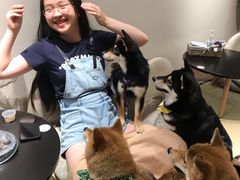 -逗柴咖啡屋·狗咖猫咖宠物桌游