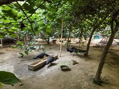 -呀路古热带植物园