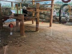 -西霞口神雕山野生动物世界