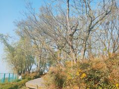 -西京湾花海