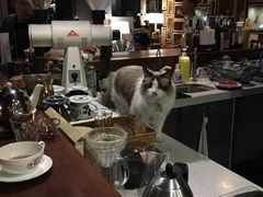 -咖法森林·咖啡  酒吧(天河店)