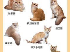 -翊宠yipet猫狗购宠庄园犬舍•猫舍
