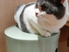 -MOCHA明星猫咖(田子坊店)