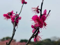 -无锡梅园公园
