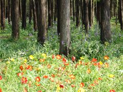 -上海共青森林公园