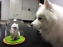 -熊小胖宠物生活馆(天华园店)