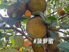 -曼丢傣家古寨