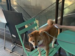 -柴迷FANS CLUB·柴犬狗咖·猫咖