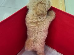 -中农大我爱我爱动物医院·核磁CT·猫病·24小时夜诊中心(石佛营店)