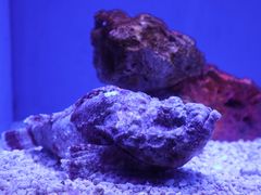 -上海海洋水族馆