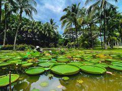 -中国科学院西双版纳热带植物园