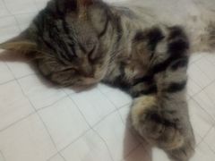 -安安宠医·臻爱宠物医院(簇锦北路分院)