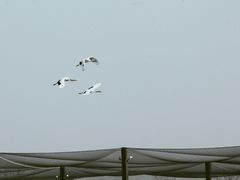 -盐城丹顶鹤湿地生态旅游区