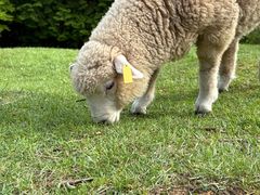 -神户市立六甲山牧场