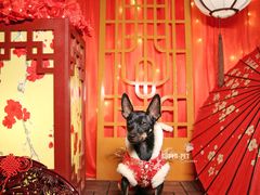 -超宠爱宠物摄影-Super pet