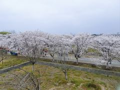 -天王浮山樱花园