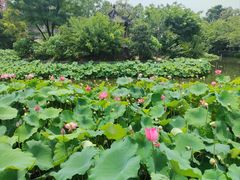 景点-成都市文化公园