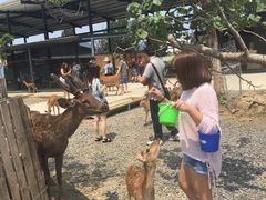 -鹿境梅花鹿生态园区