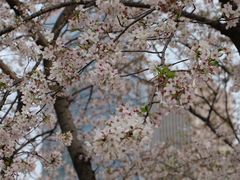 -西北湖绿化广场