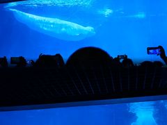 -海合安武汉极地海洋公园