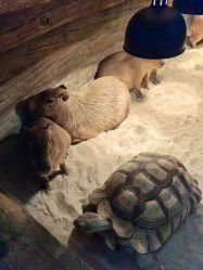 -Zoolung Zoolung动物主题公园(海信广场店)