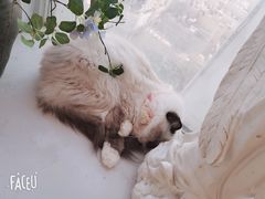 -共舞时光猫咖·狗咖(新街口店)