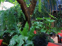 -Fern Forest Cafe