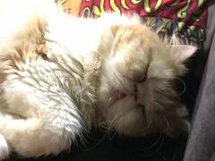 -more than meow吴止猫主题餐厅(承德 中船汇店)