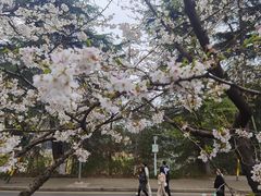-武汉大学-樱园