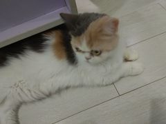 -喵的天空名猫咖啡馆·撸猫·猫舍·用品