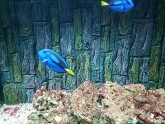 -北戴河圣蓝海洋公园