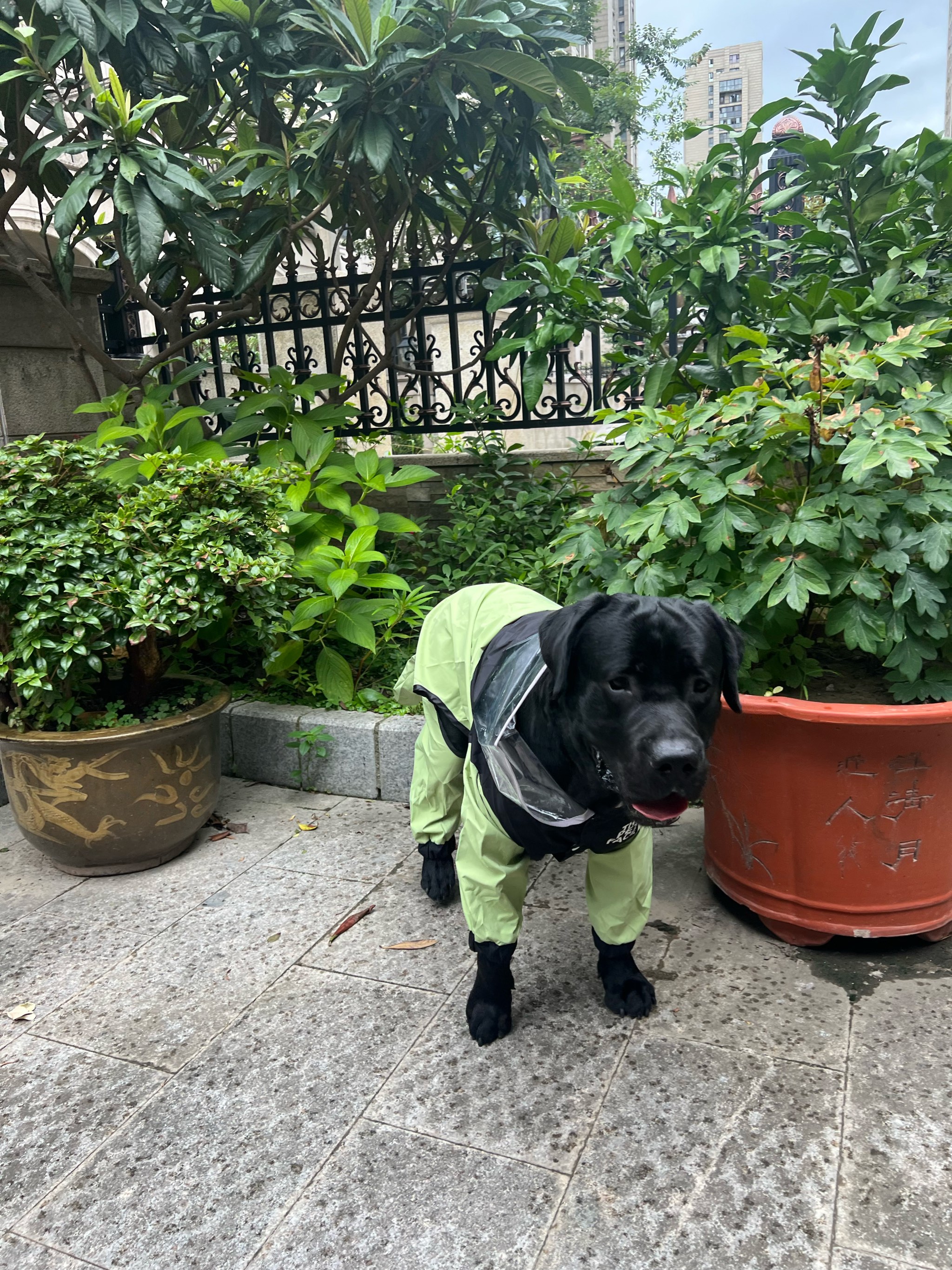 黑虎犬多少钱一只图片图片