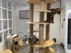 -楼上猫咖(罗湖店)