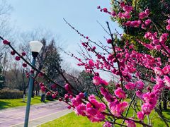 -贡湖湾湿地公园