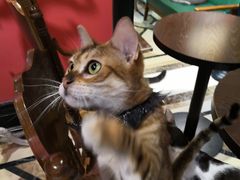 -猫色咖啡·猫咖