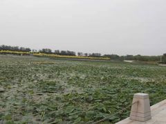 -天津东丽湖风景区