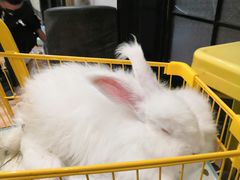 -猫色咖啡·猫咖