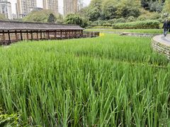 -龙头寺公园