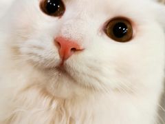 -飞行喵MR PILOT|猫舍·猫咖(静安大融城店)