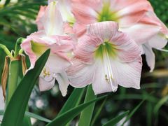 -石家庄市植物园