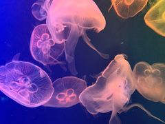 -成都浩海立方海洋公园