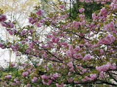 -武汉大学-樱园